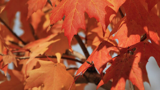 feuilles automne